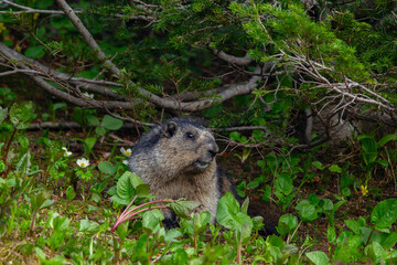 Close-up of a cute and fluffy Hoary marmot sitting in green grass and flowers near his den under the bush in mountains.