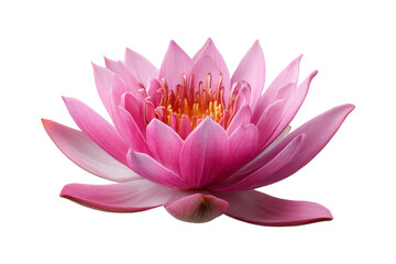Blooming pink lotus in tranquil pond setting
