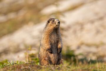 Close up of a cute and fluffy Hoary marmot enjoying the golden hour sunlight in the summer alpine meadow in mountains.