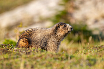 Close up of a cute and fluffy Hoary marmot enjoying the golden hour sunlight in the summer alpine meadow in mountains.