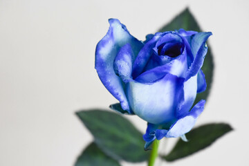 青い薔薇