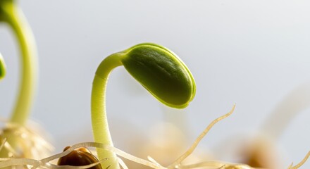 startup seed technology concept. Sprouting seedling emerging from the soil with delicate green leaves.