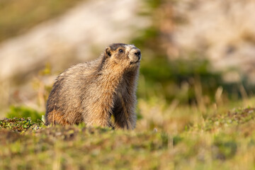 Close up of a cute and fluffy Hoary marmot enjoying the golden hour sunlight in the summer alpine meadow in mountains.