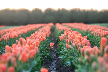 One single coral pink tulip grow toward another row of tulips in a garden symbolizing uniqueness...