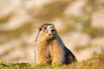 Close up of a cute and fluffy Hoary marmot enjoying the golden hour sunlight in the summer alpine meadow in mountains.