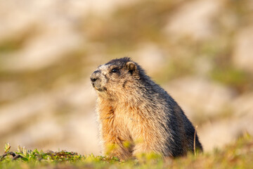 Close up of a cute and fluffy Hoary marmot enjoying the golden hour sunlight in the summer alpine meadow in mountains.
