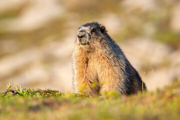 Close up of a cute and fluffy Hoary marmot enjoying the golden hour sunlight in the summer alpine meadow in mountains.