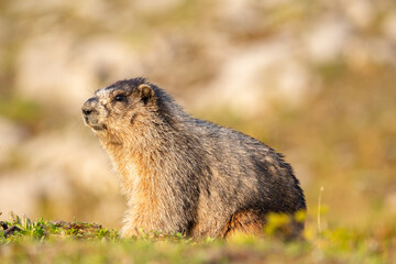 Close up of a cute and fluffy Hoary marmot enjoying the golden hour sunlight in the summer alpine meadow in mountains.