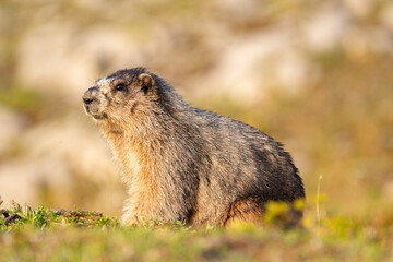 Close up of a cute and fluffy Hoary marmot enjoying the golden hour sunlight in the summer alpine meadow in mountains.