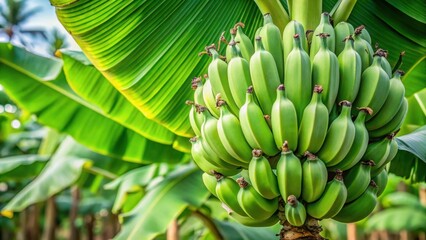 Close-up shot of green tropical banana fruits growing on a banana plant with multiple leaves and stems