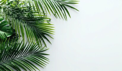 Lush green tropical palm and monstera leaves arranged in a corner on a light gray background, leaving ample space