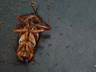 Cockroach upside down on floor. Dead cockroach isolated