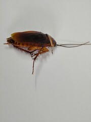 Cockroach upside down on floor. Dead cockroach isolated