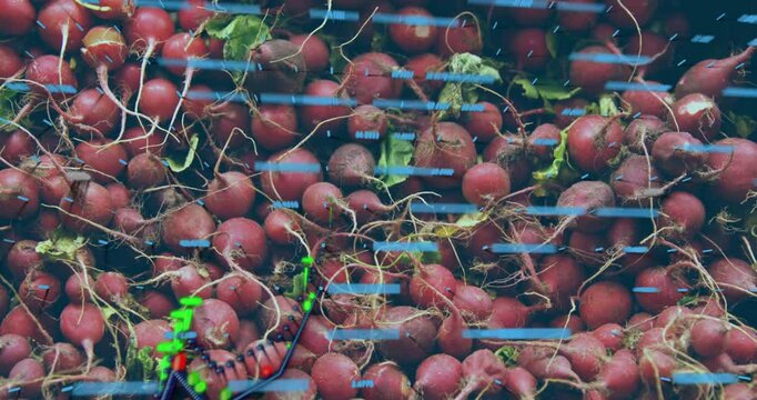 Red radish mound remaining still as bars fading in and data nodes forming analytics overlay