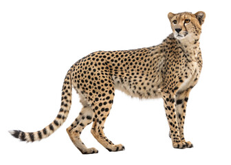 Fototapeta premium full-cheetah on a isolated transparent background