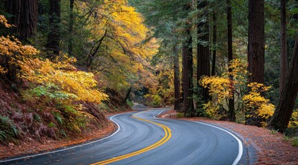 A winding asphalt road curves through a lush forest showcasing vibrant autumn foliage, tall trees lining the path