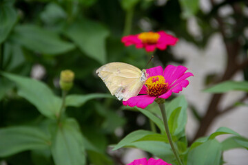 butterfly on flower, butterfly on pink flower, yellow butterfly, chrysogonum peruvianum, zinnia...