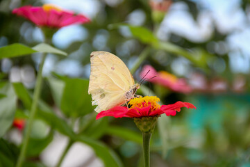 butterfly on flower, butterfly on pink flower, yellow butterfly, chrysogonum peruvianum, zinnia peruviana, garden with flowers and butterflies, butterfly close-up
