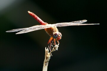 Dragonfly on a branch
