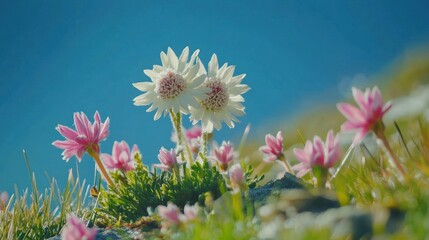 Close-up of delicate wildflowers