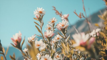 Close-up of white flowers in a meadow