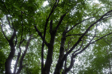 緑が映える木の葉