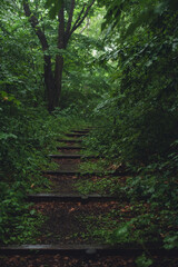 Obraz premium 自然の中にある階段