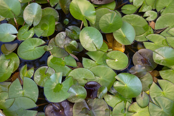 green lotus leaves and water drops