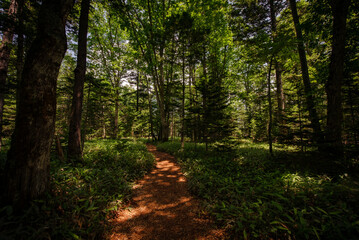 森の中にあるトレイル