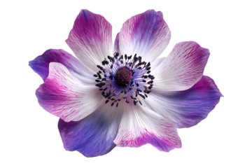 Close up of a vibrant purple and white anemone flower.