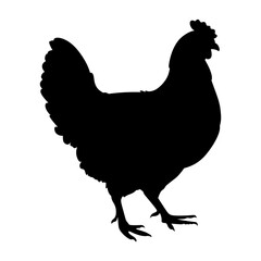 Black Hen silhouette vector illustration on white background