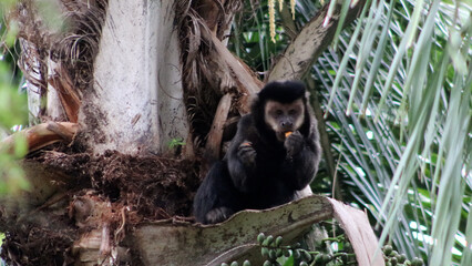 Macaco