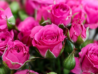 Close-up photo of bouquet of delicate pink roses. Natural flowers floral background.