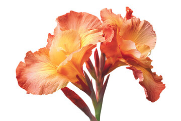 Close up of a vibrant orange canna lily flower.