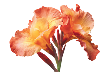 Close up of a vibrant orange canna lily flower.