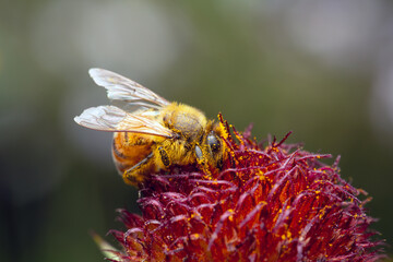 Close up of honey bee