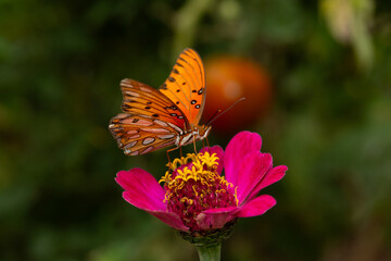 gulf fritillary butterfly on a zinnia blossom
