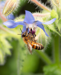 Bee and Borage
