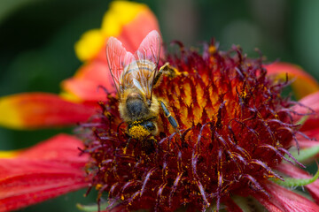 bee pollinating a flower 
