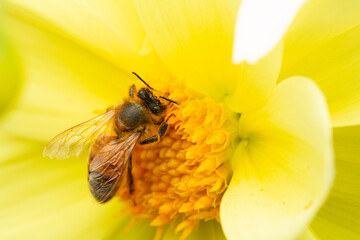 Mellow Yellow Honey Bee