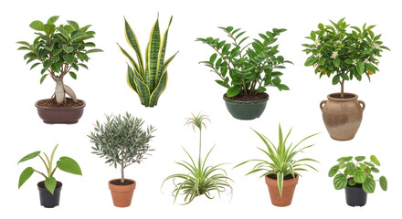 Obraz premium Variety of indoor potted houseplants with transparent background for home decor and design projects