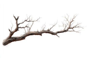 Fototapeta premium A long, gnarled, bare tree branch with numerous smaller offshoots, isolated on a white background; exhibiting a weathered, brown-gray tone