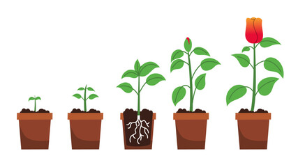 Vector illustration showing the life cycle of a flowering plant, from seedling to full bloom in pots. Great for education, gardening, biology, or eco-friendly concepts.