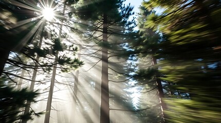 Sunlight filtering through the forest canopy