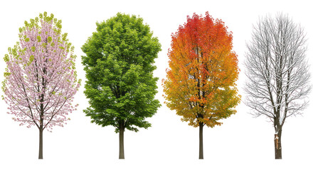 Fototapeta premium Four seasonal trees with transparent background showing spring, summer, autumn, and winter foliage