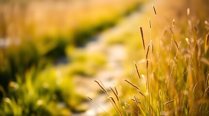 Sunny meadow grasses path beckons