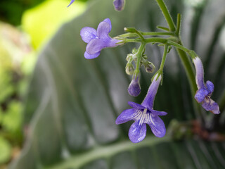 大きな葉を持つウシノシタの花