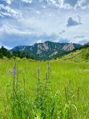 Panoramic view of Flatiron Mountains of Boulder, Colorado with purple wildflowers in the summer
