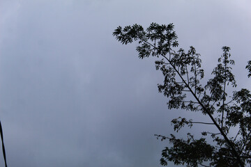 Silhouette of tree branches against a cloudy grey sky.