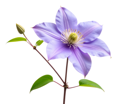 Minimalist Single Clematis Flower on Vine Stem, isolated on transparent background